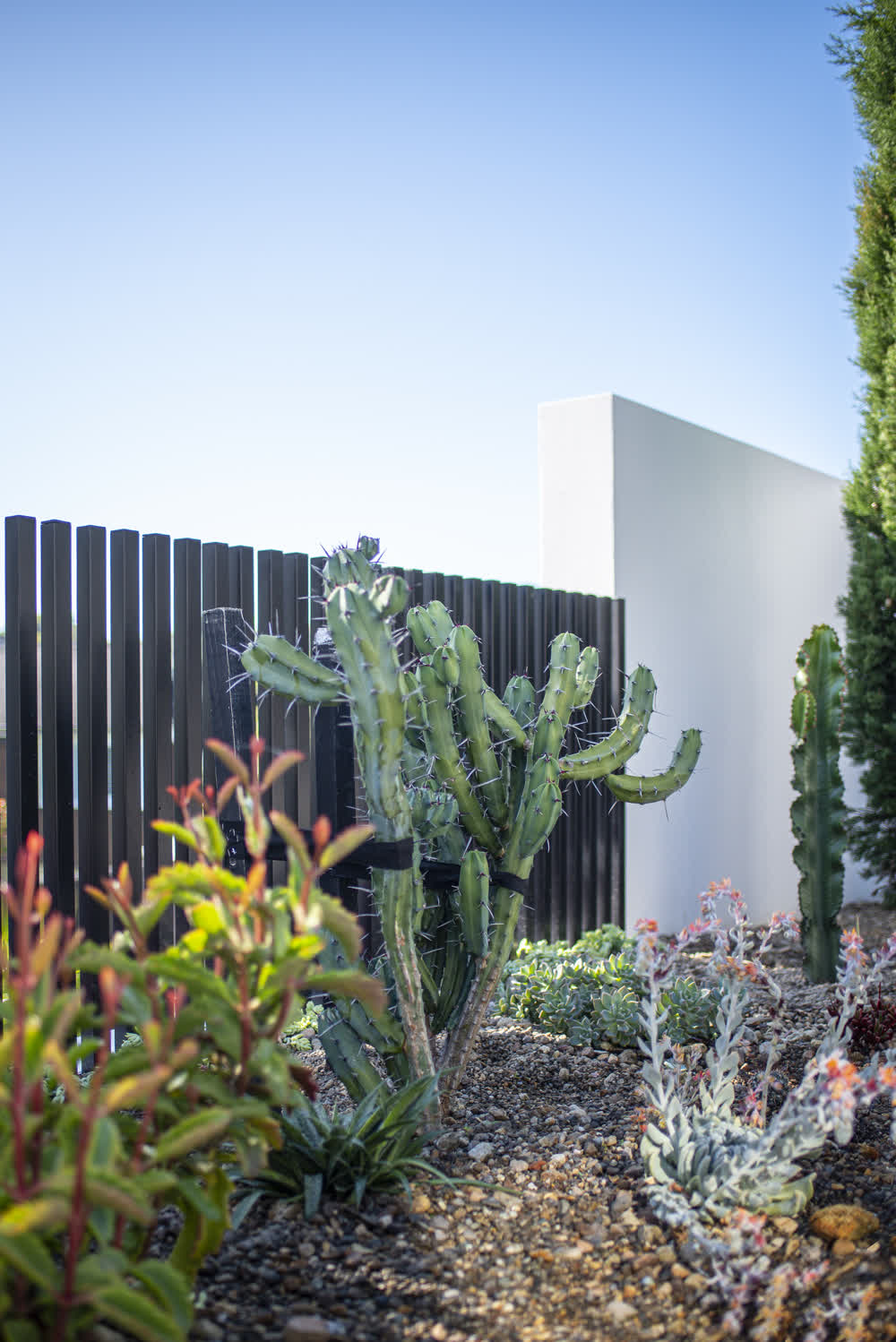 Cactus in minimalist rock garden